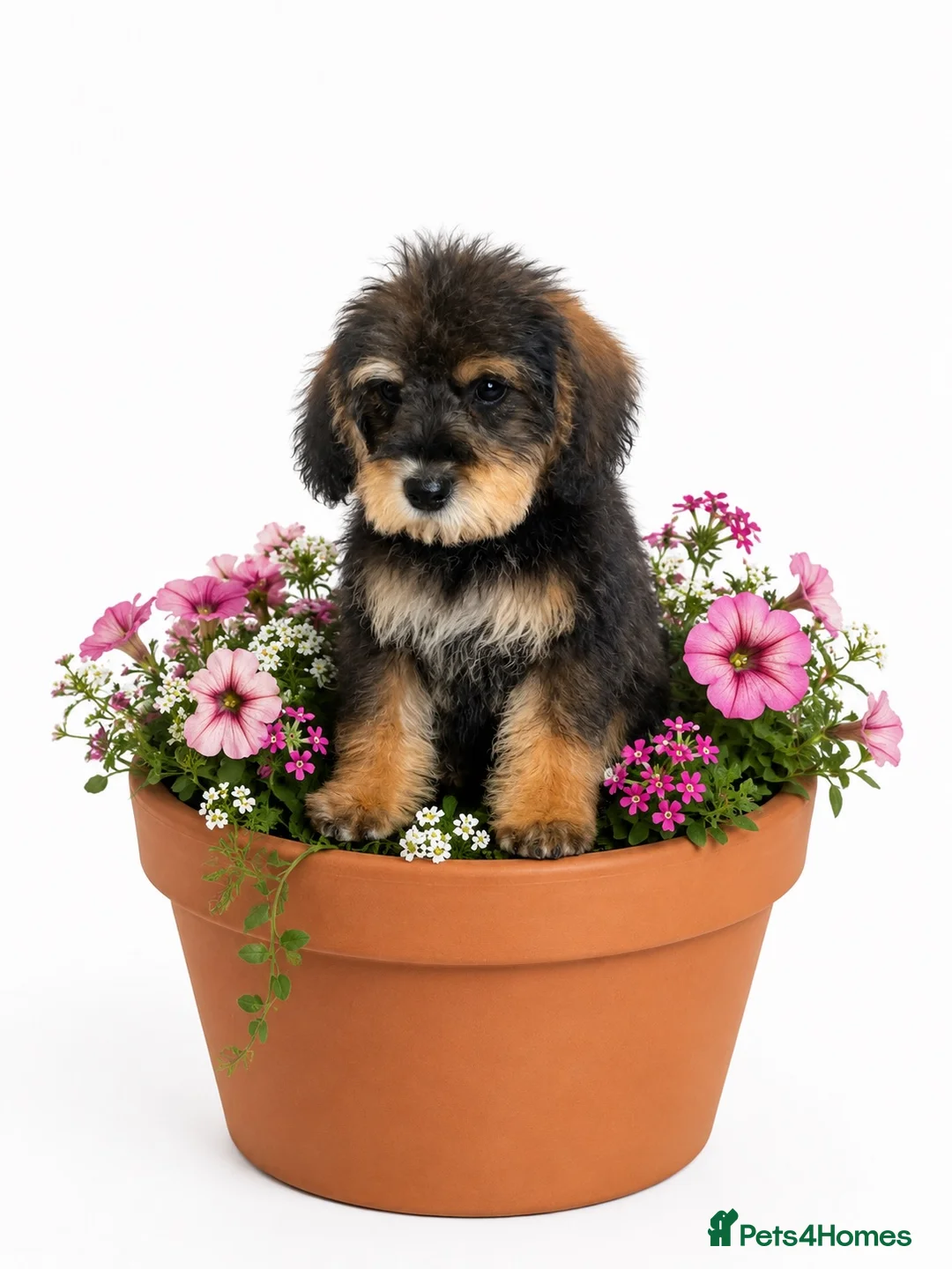 Schnoodle dogs for sale: All puppies have been reserved ❤️🐶 - Advert 1