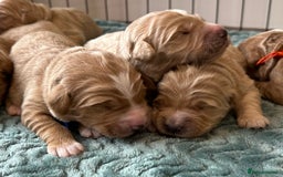 Double Doodle dogs for sale: Stunning Double Doodle Puppies  - Image 1