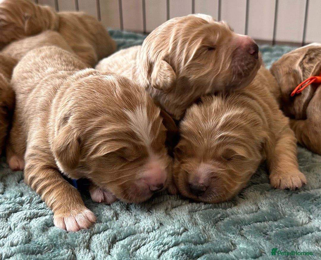Double Doodle dogs for sale: Stunning Double Doodle Puppies  - Image 1