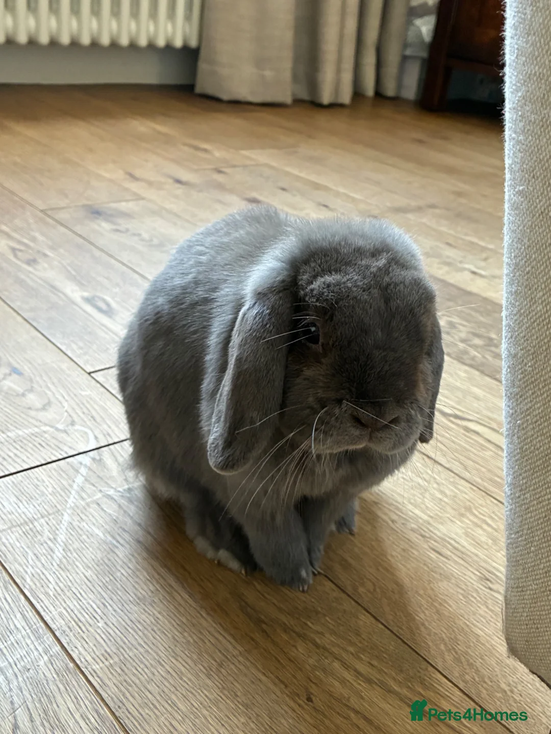 Mini Lop rabbits for sale: Pair of 3 year-old mini-lops (baby/child friendly) in Slough - Advert 7
