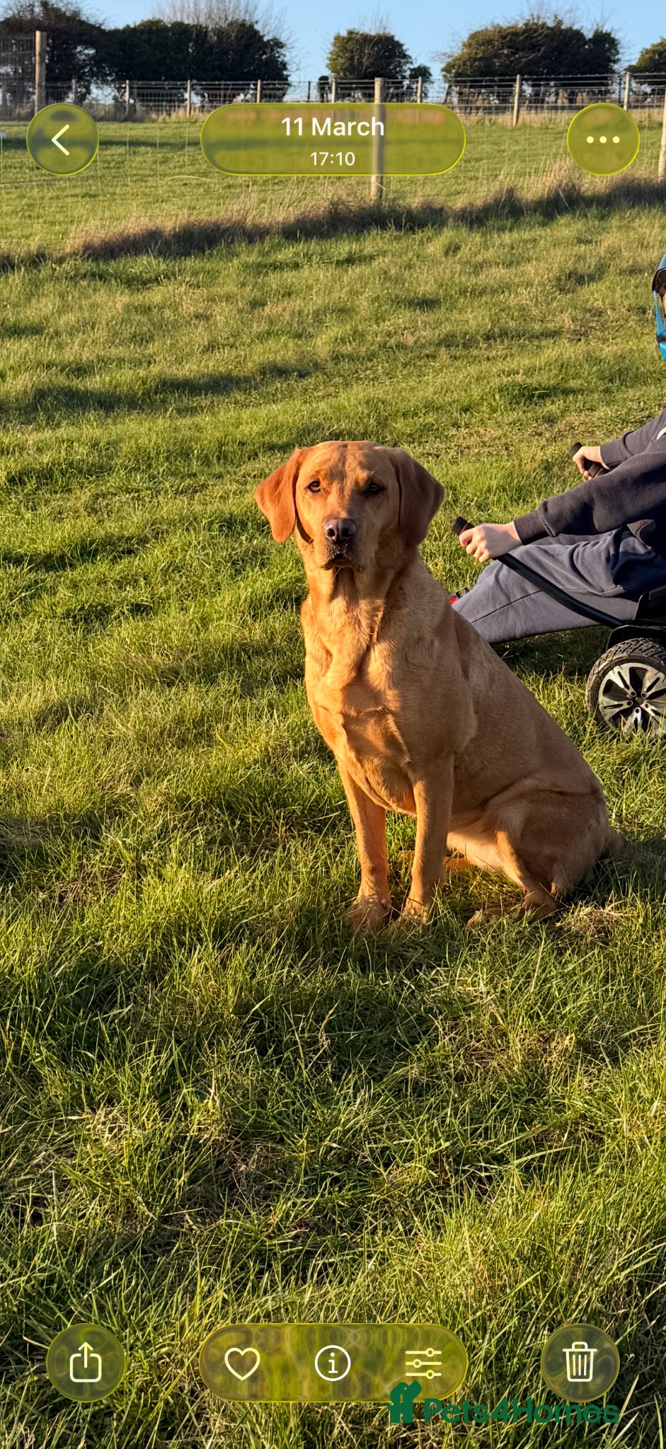 Labrador Retriever dogs for sale: KC Registered Labrador Puppies   in Andover - Advert 3