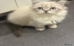 Siberian cats for sale: Blue eyed Adorable Siberian Neva masquerade  - Advert 4