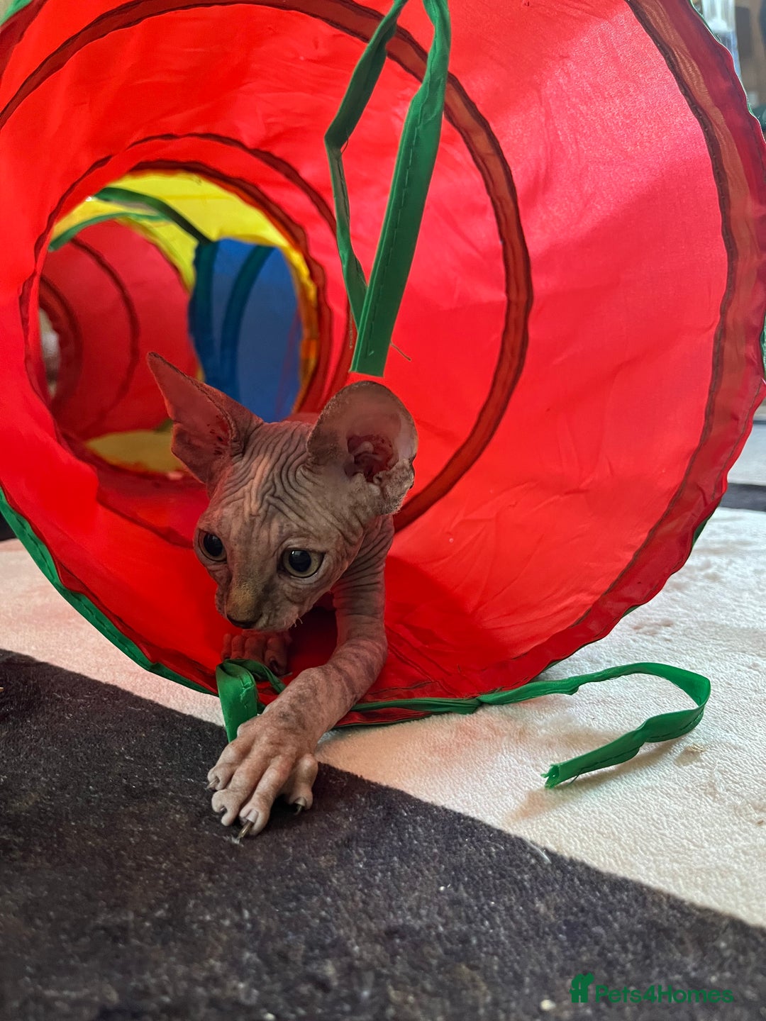 Sphynx cats for sale: 5 Playful & Affectionate Sphynx Kittens - Image 6
