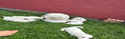 Bichon Frise dogs for sale:     🐶 6 Adorable Puppies Looking for a Home - Advert 8