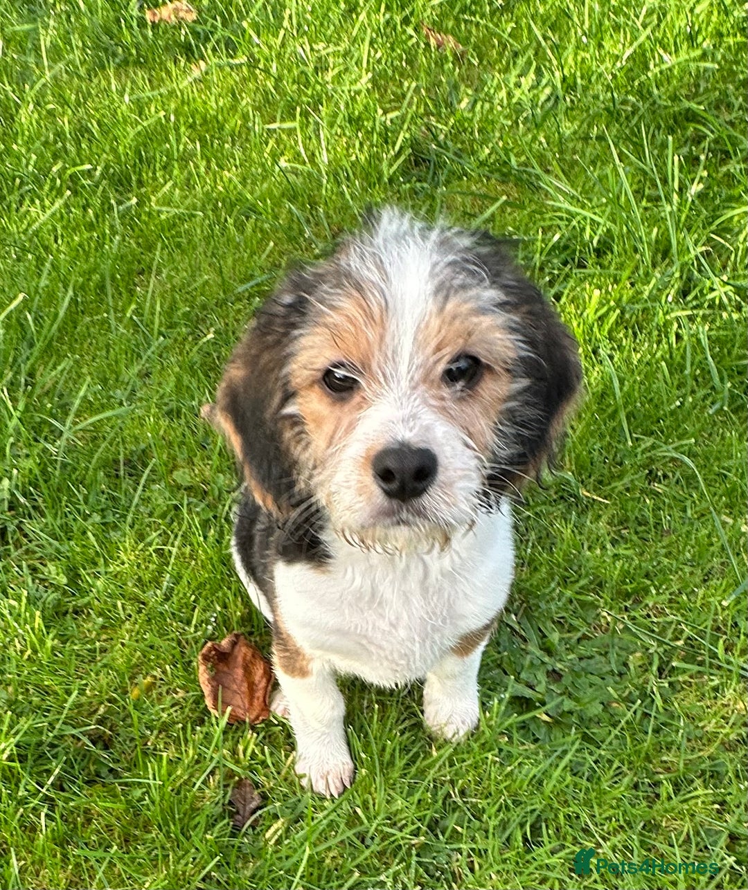 Mixed Breed dogs for sale: 🐾 Beautiful Cavapoo x Beagle Puppies 🐾 - Advert 15