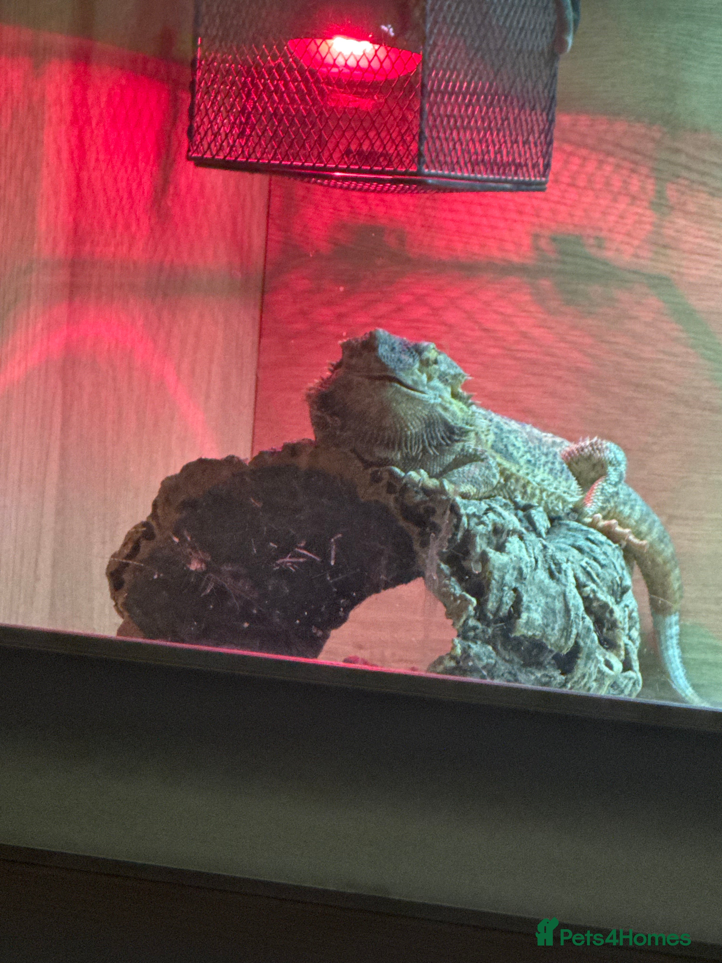Bearded Dragon reptiles Bearded dragon and full set up - Advert 4