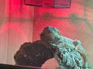 Bearded Dragon reptiles Bearded dragon and full set up - Advert 5
