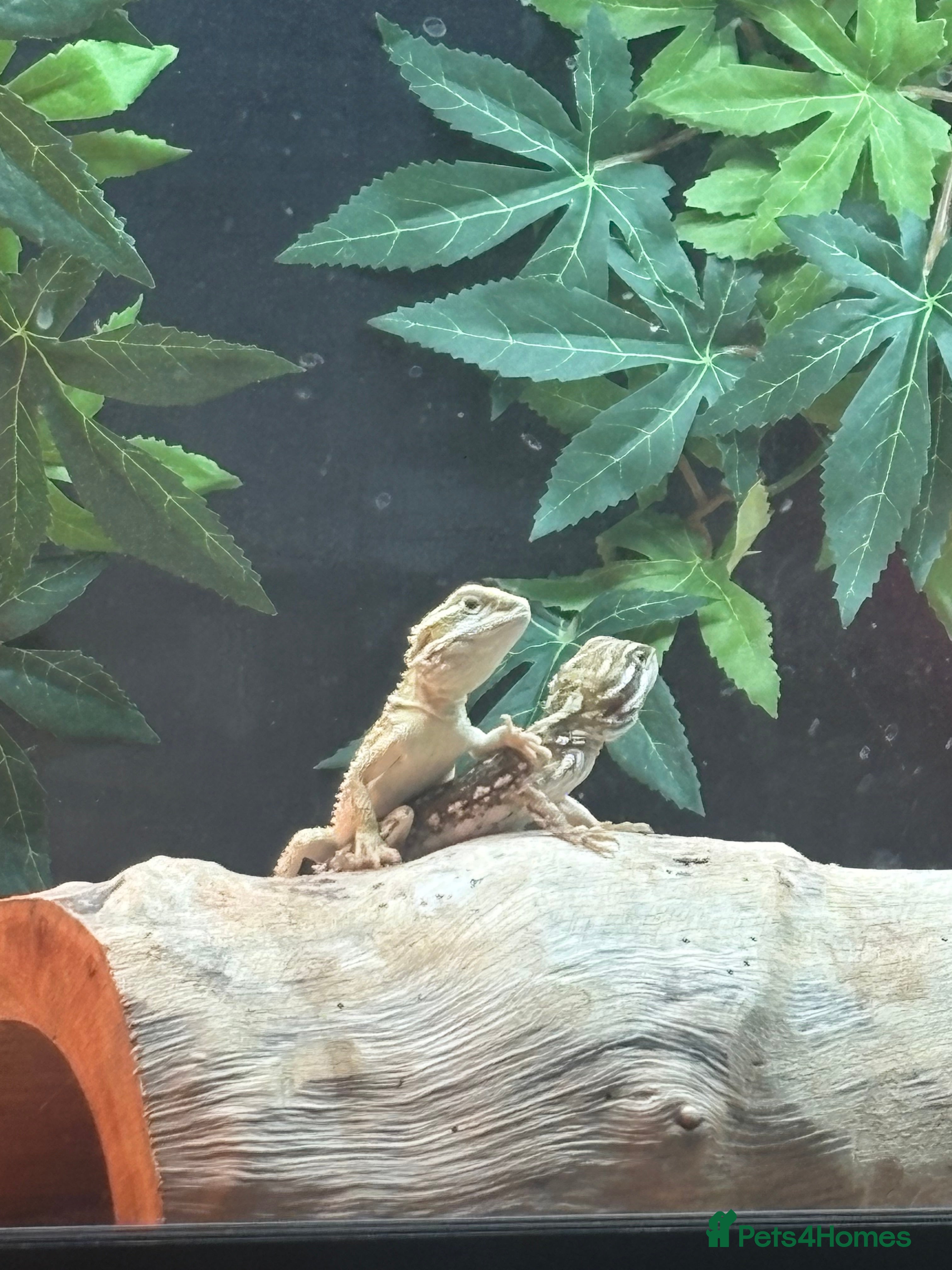 Bearded Dragon reptiles 3 baby rankins female - Advert 14