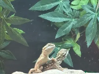 Bearded Dragon reptiles 3 baby rankins female - Advert 14