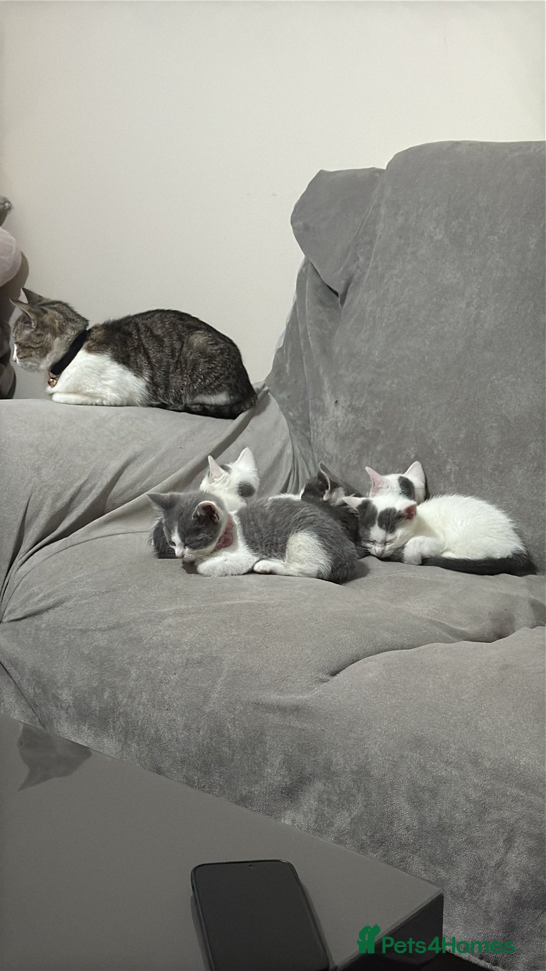 Mixed Breed cats for sale: Mix breed 2 kittens to rehome  - Image 10