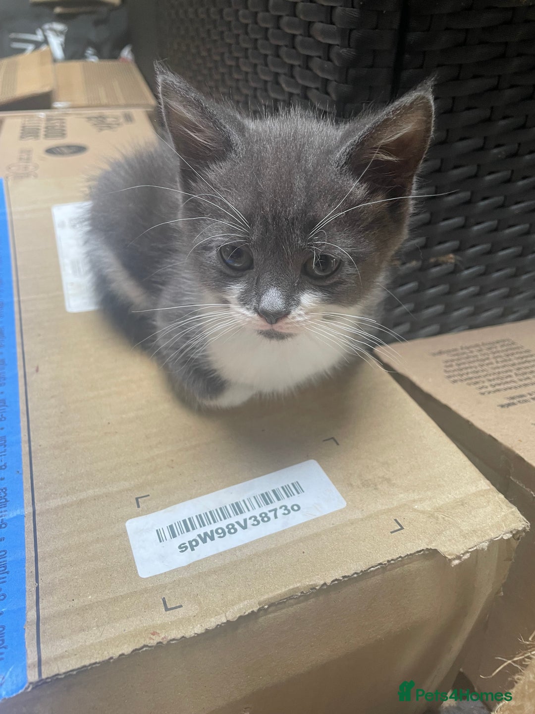 Mixed Breed cats for sale: Grey and white kittens - Image 8