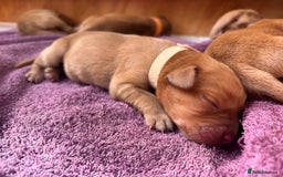 Labrador Retriever dogs for sale: KC Reg ‘Fox Red’ Labrador Retrievers  - Image 25