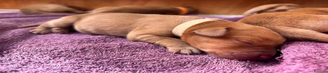 Labrador Retriever Puppy 11 Beige 