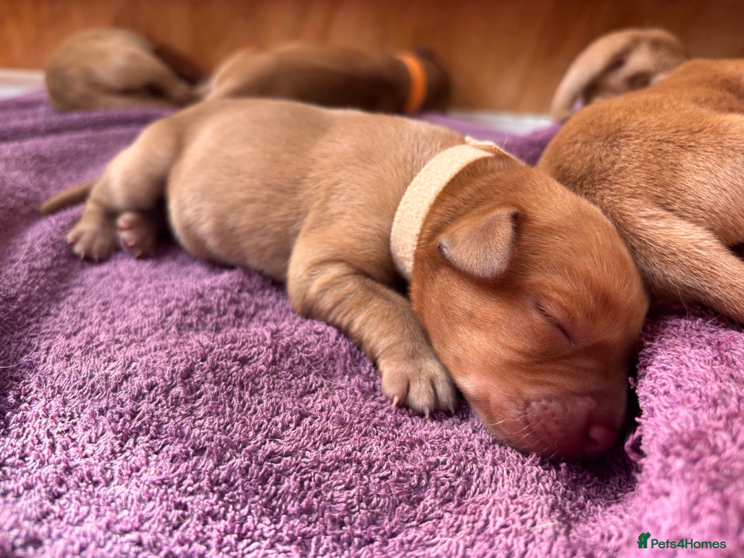 Labrador Retriever dogs for sale: KC Reg ‘Fox Red’ Labrador Retrievers  - Image 25