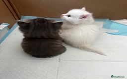 Mixed Breed cats for sale: Kittens  - Image 5