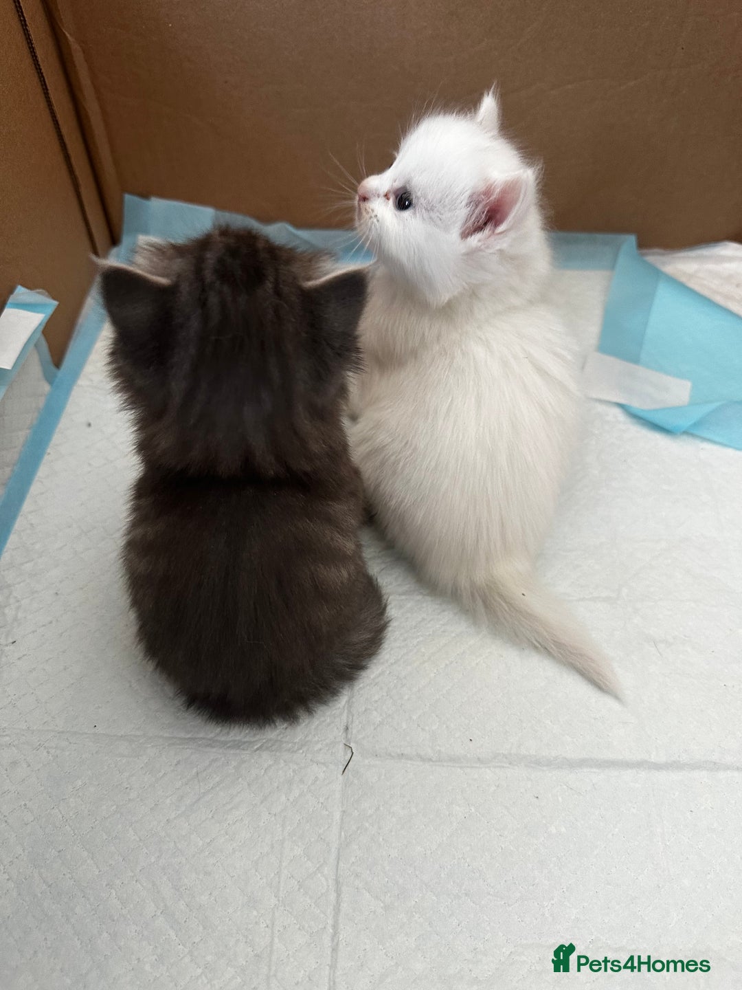 Mixed Breed cats for sale: Kittens  - Image 5