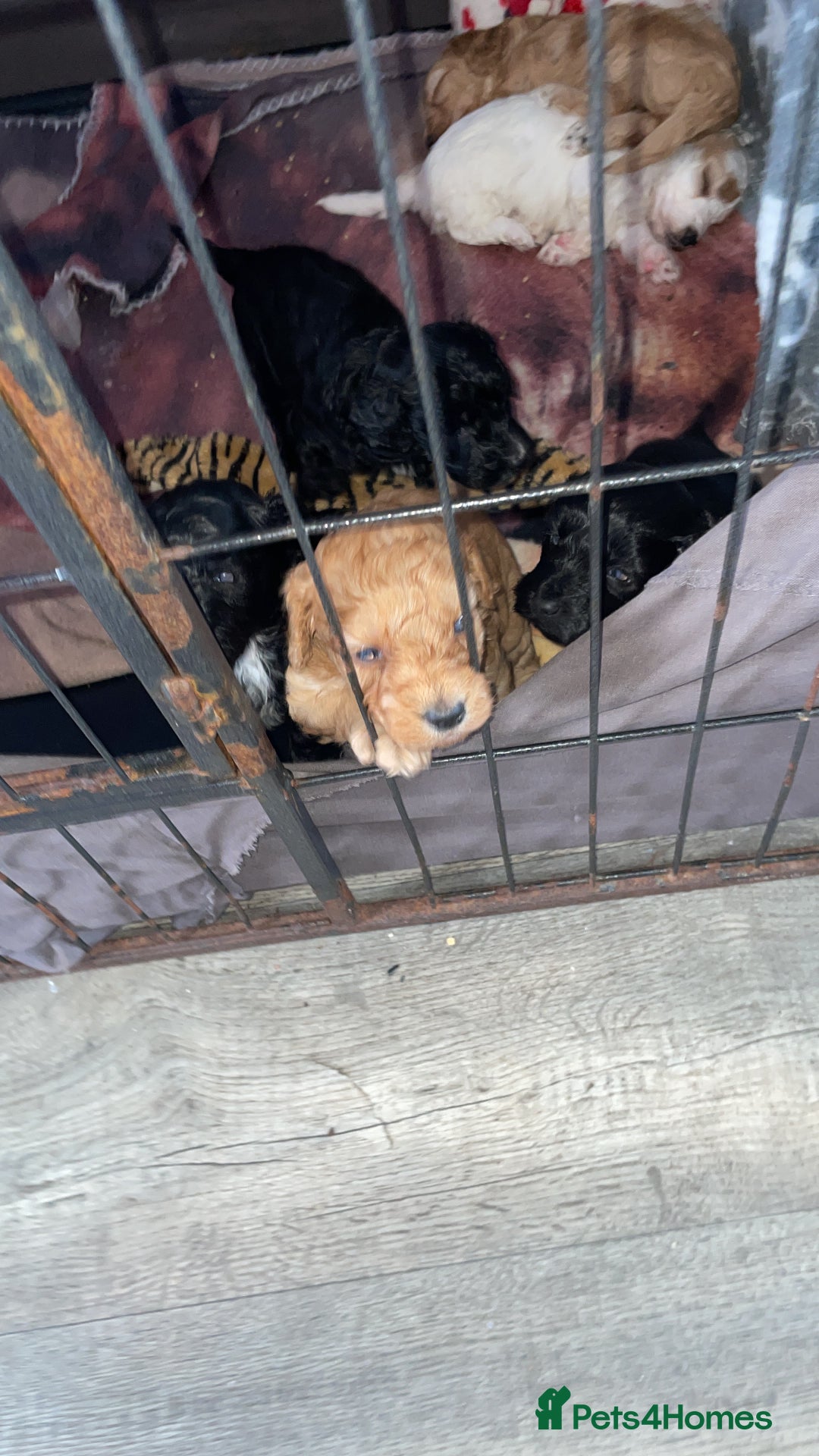 Cockapoo dogs for sale: Cockerpoos - Image 3