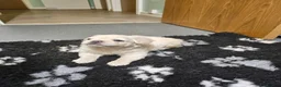 French Bulldog dogs for sale: Ready to leave now Rare Platinum French bulldogs   - Advert 32