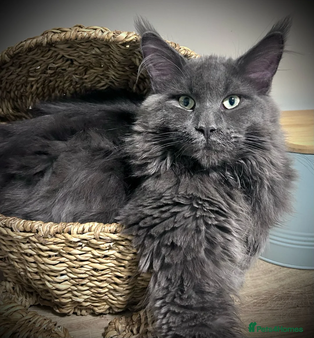 Maine Coon cats for sale: TICA registered female Mainecoon  - Advert 10