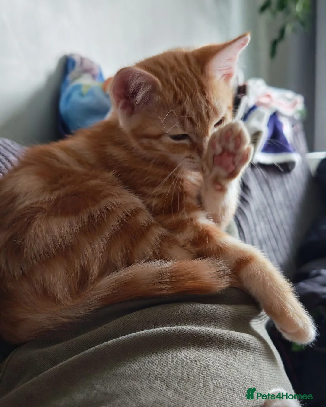 Mixed Breed cats for sale: Three little boys ready for the new home  in Livingston - Advert 14
