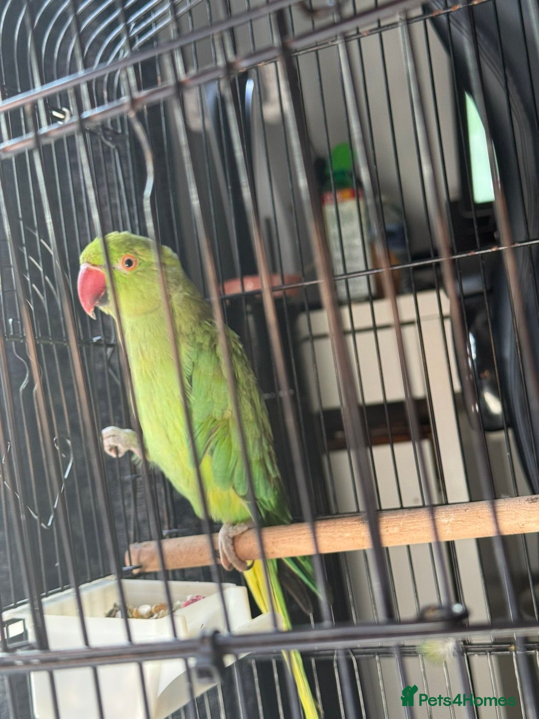 Ringnecks birds for sale: Ringneck - Image 5