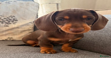 Dachshund dogs - Advert 9