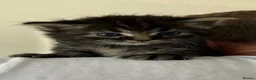 Ragdoll cats for sale: Ragdoll X, litter of 5🐾 - Advert 3