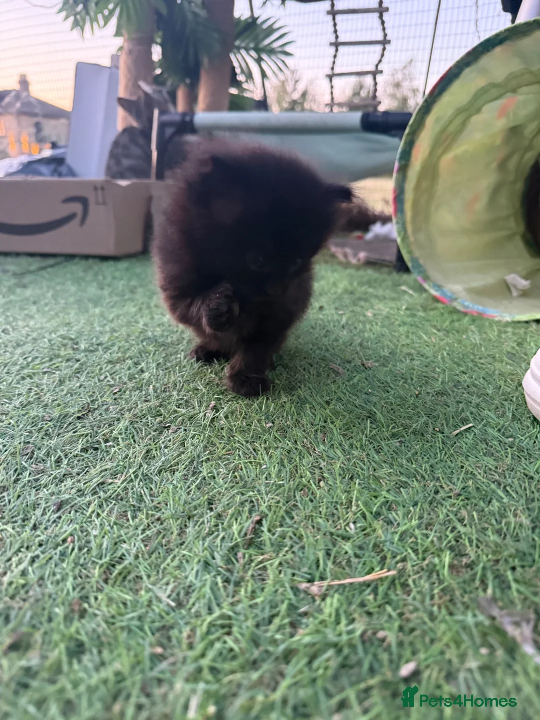 Mixed Breed cats for sale: Longhaired Black & Dark Tabby Chunky Kittens - Advert 14