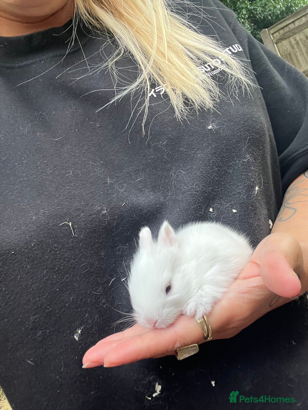 Mini Lion Lop rabbits for sale: Baby bunnies mini lion lops ready now  - Image 33