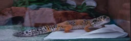 Leopard Gecko reptiles for sale: Leapord gecko (5 years old) - Advert 1
