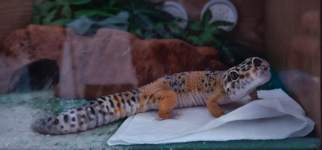 Leopard Gecko reptiles for sale: Leapord gecko (5 years old) - Advert 1