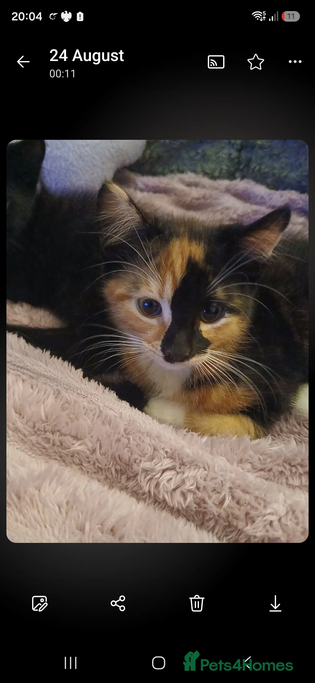 British Shorthair cats for sale: Beautiful black kitten  - Advert 3
