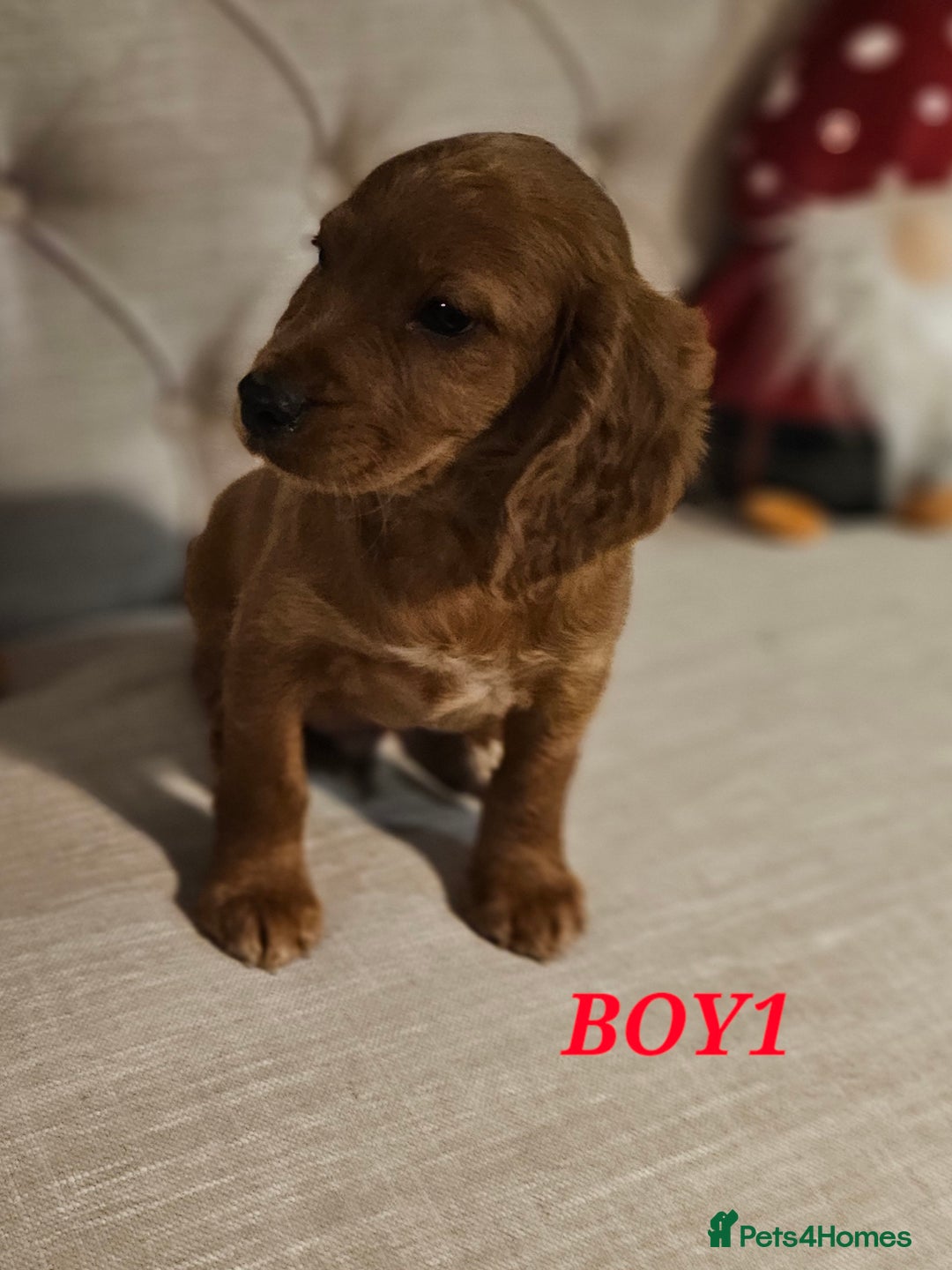 Cocker Spaniel dogs for sale: KC REGISTERED WORKING COCKERS - Image 13