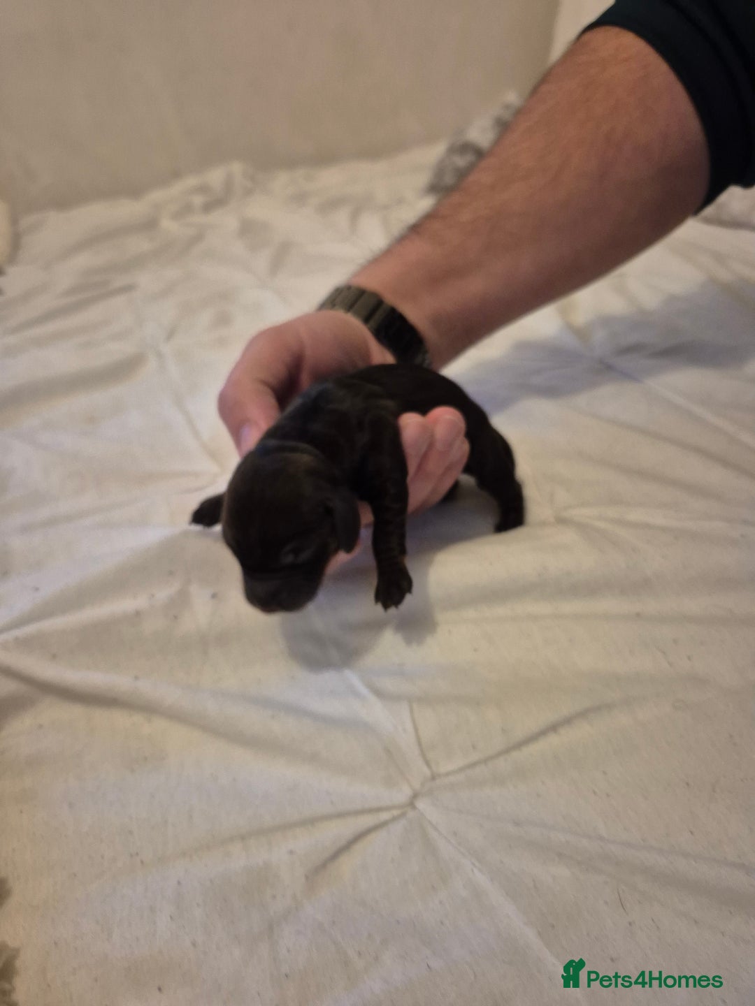 Miniature Dachshund dogs for sale: 🐶 Stunning Miniature Dachshunds ❤️ - Advert 10