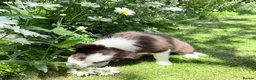 Border Collie dogs for sale: Litter of three striking Border Collie puppies  in Witney - Advert 17