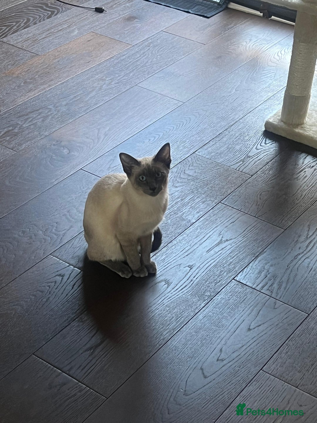 Siamese cats for sale: Blue point Siamese boy - Image 3