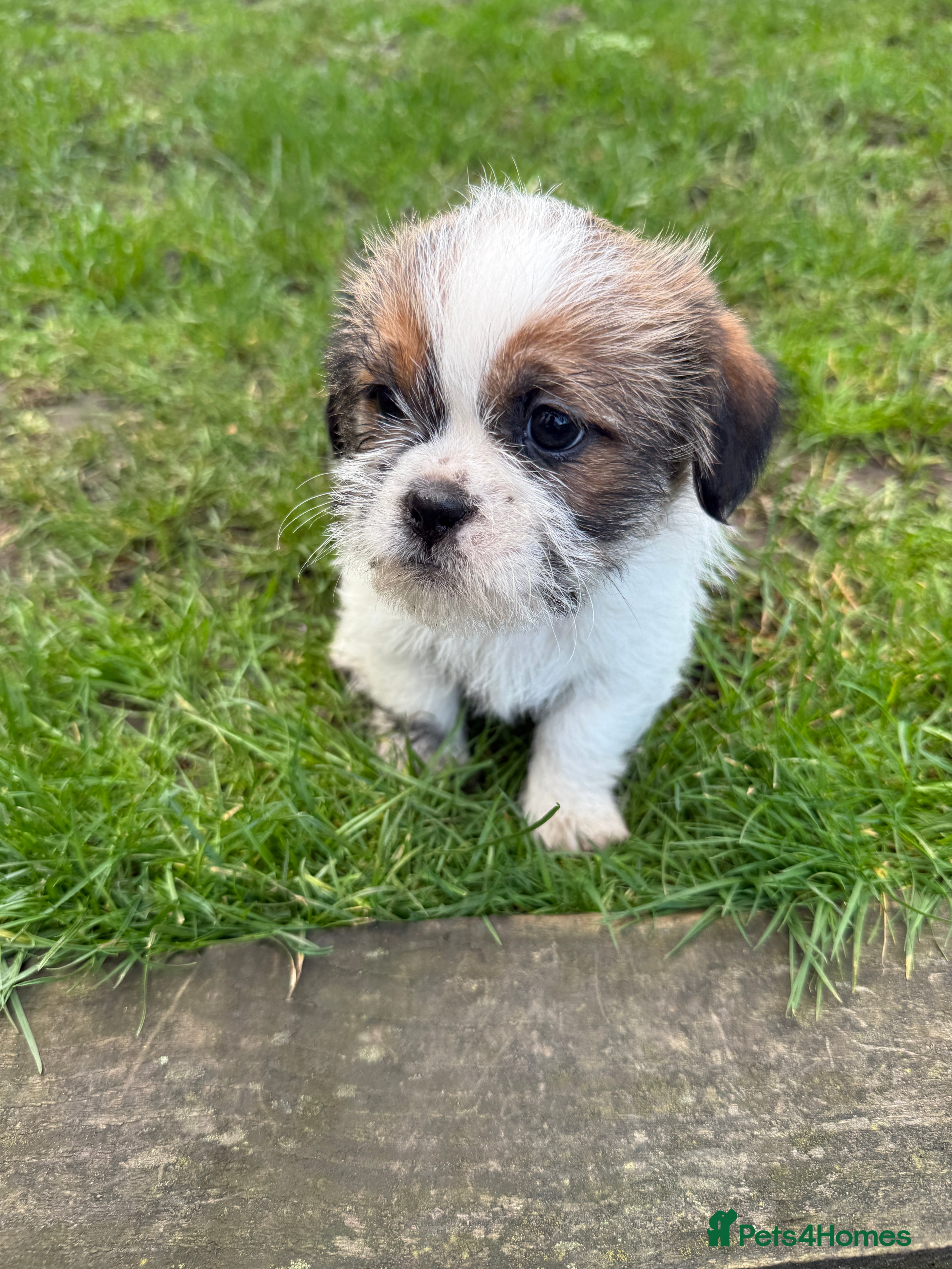 Mixed Breed dogs Puppies  - Advert 9