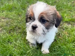 Mixed Breed dogs Puppies - Advert 9