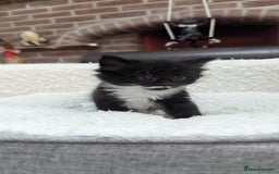 European cats for sale: 5 European shorthair kittens  - Image 27