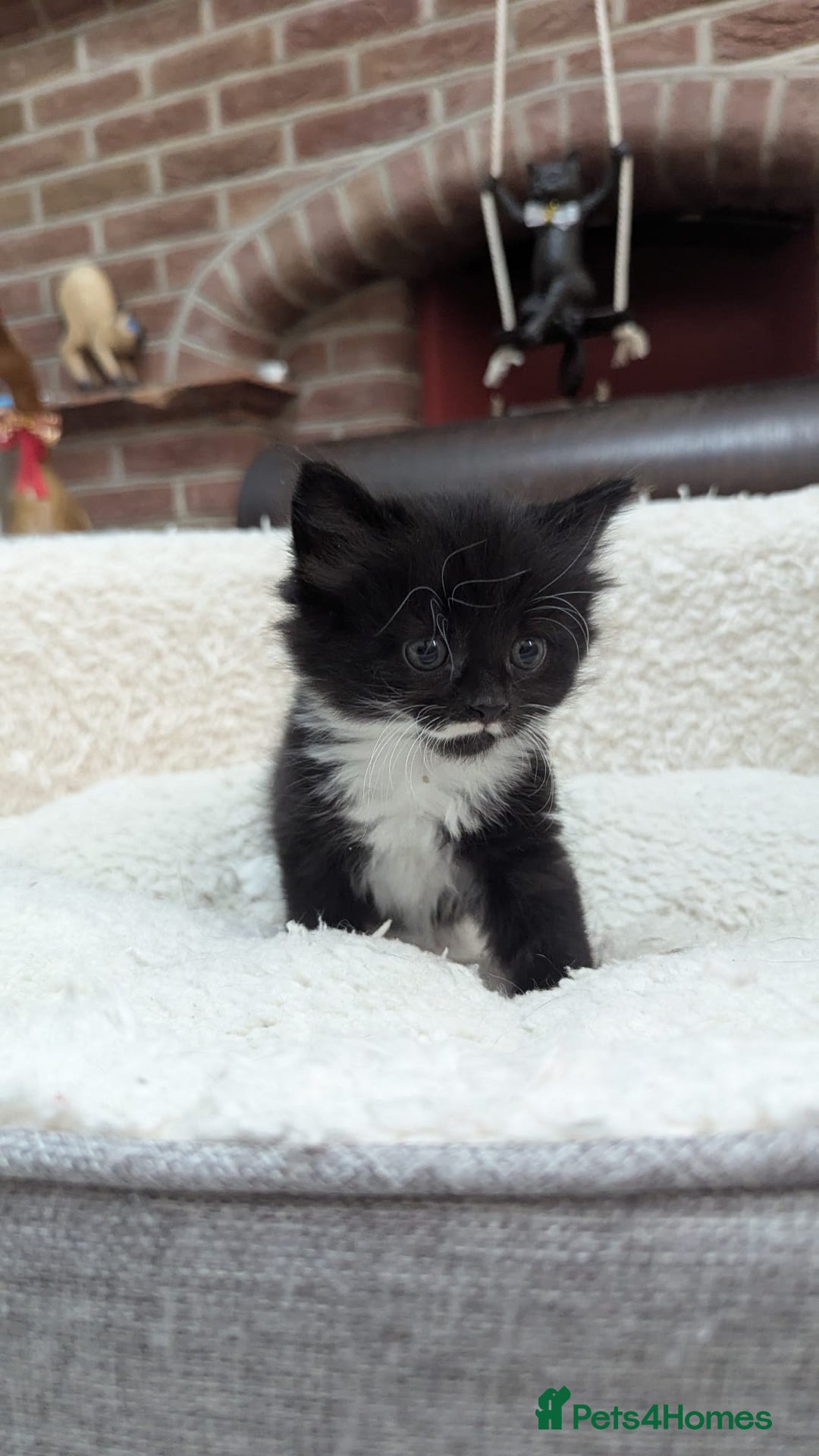 European cats for sale: 5 European shorthair kittens  - Image 27