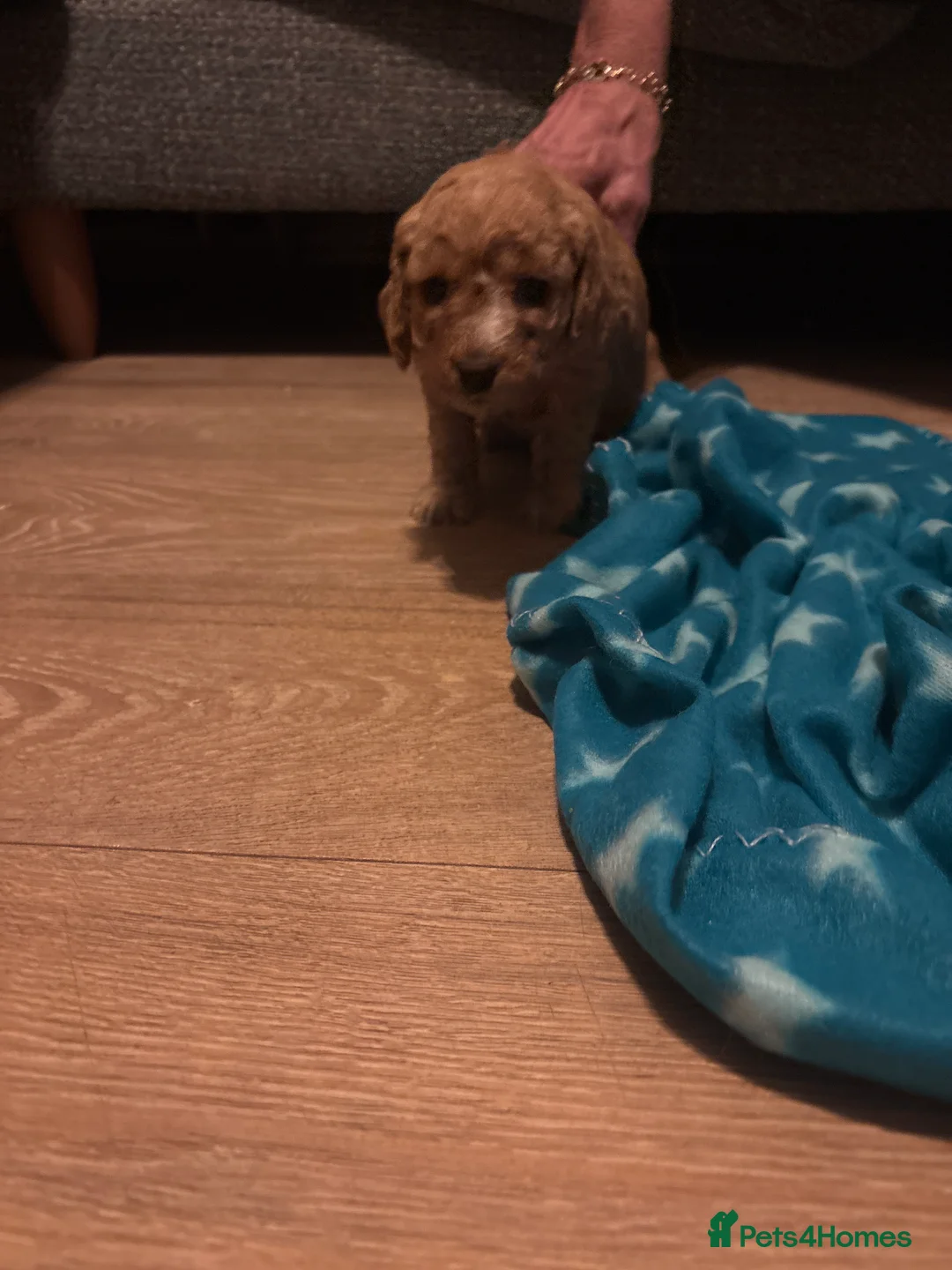 Mixed Breed dogs for sale: gorgeous cockacavapoochon for sale, !!LAST ONE!! - Advert 2