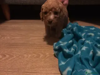 Mixed Breed dogs gorgeous cockachavpoochon for sale, !!LAST ONE!! - Advert 8