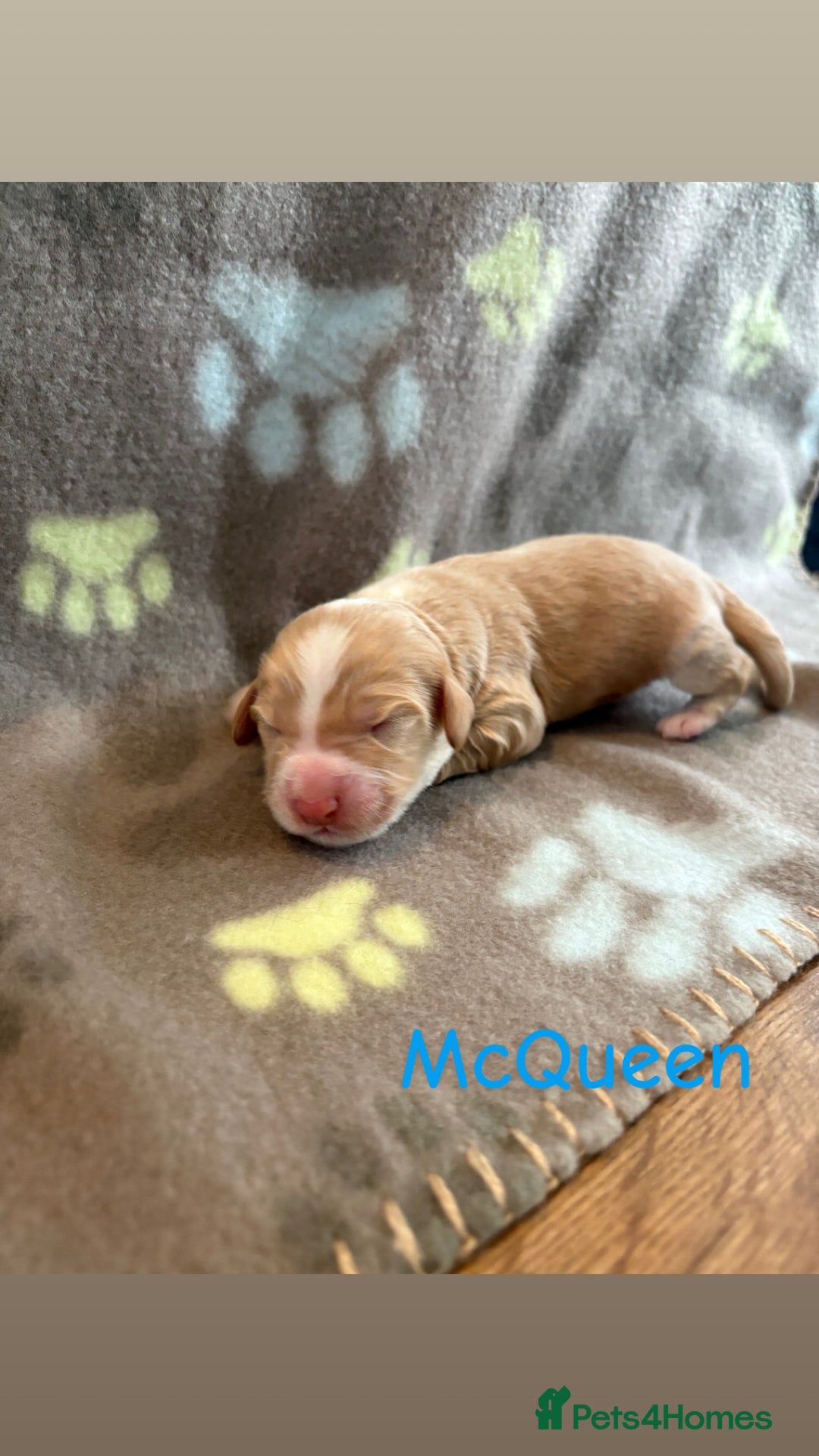 Cockapoo dogs for sale: 🐶🐾Cockapoo puppies 🐶🐾 - Advert 18