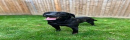 Labrador Retriever dogs for stud: Kc black Labrador for stud  in Ripley - Advert 7