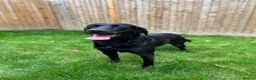 Labrador Retriever dogs for stud: Kc black Labrador for stud  in Ripley - Advert 7