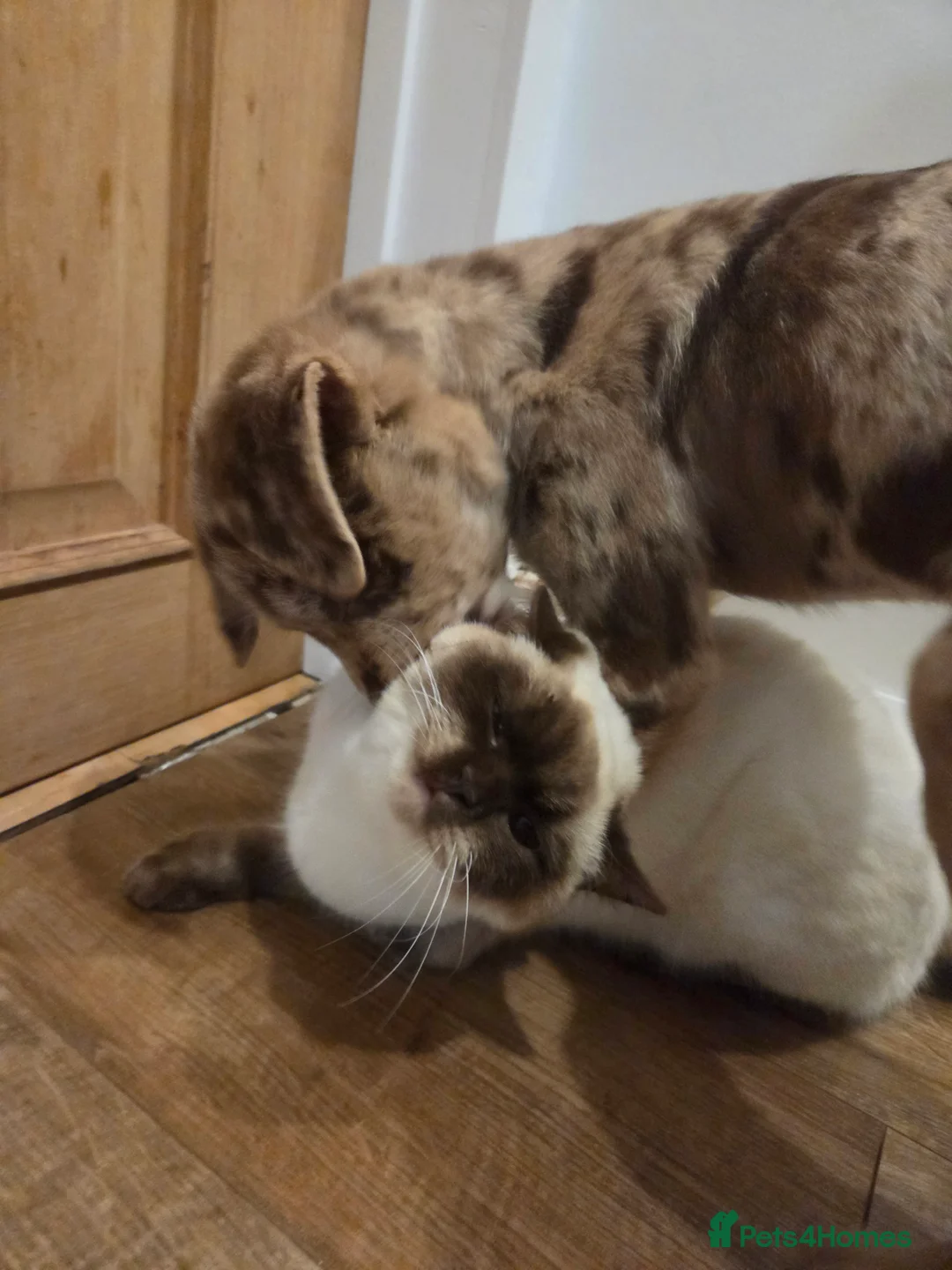 Mixed Breed dogs for sale: Collie cross lab - Advert 4