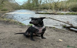 Mixed Breed dogs for sale: Hugo, 4 year old - Image 3