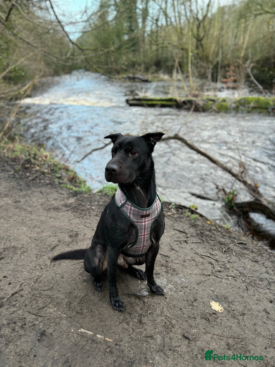 Mixed Breed dogs for sale: Hugo, 4 year old - Image 3