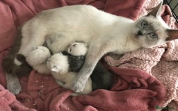 British Shorthair cats for sale: British blue kittens for sale - Image 4