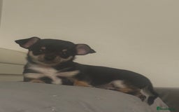 Chihuahua dogs for sale: Gorgeous tiny tri colour chihuahua puppies - Advert 6